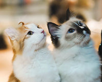 5 Important Cat Products Our Feline Friend Can’t Live Without