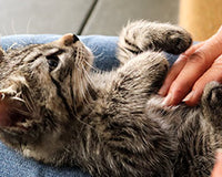 IMPORTANT TIPS TO RAISE A HAPPY INDOOR CAT