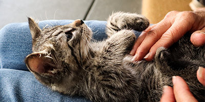 IMPORTANT TIPS TO RAISE A HAPPY INDOOR CAT