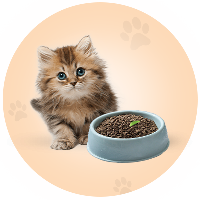 Pet Bowl