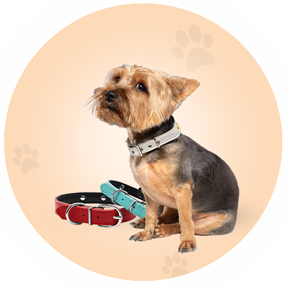 Pet Collar