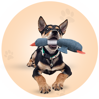 Pet Toys