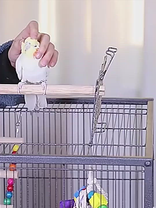 PAWS ASIA Chinese Factory Metal White Parrot Macaw Open Top Breeding Big Bird Cage With Tray Aviary