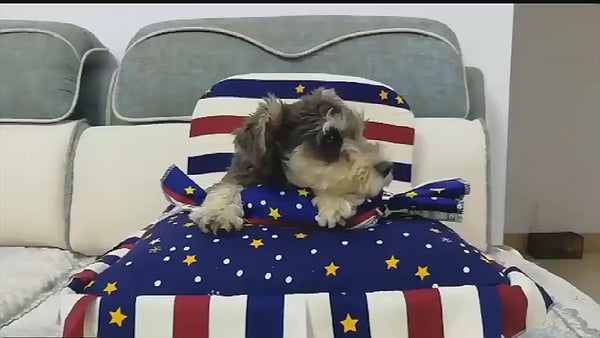 PAWS ASIA Wholesale Washable Fancy Personalized Breathable Cute Dog Bed With Blanket And Pillow