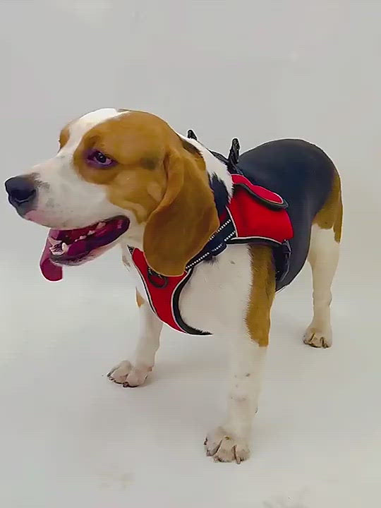 PAWS ASIA Wholesale New Waterproof Reflective Pet Dog Collar And Leash Harness Set With Bag