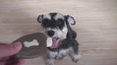 PAWS ASIA Manufacturers Super Chewer Resistant Training Teething Dog Toys Food Treat Bone
