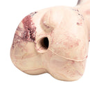 PAWS ASIA Ebay Best Sell Rubber Interesting Simulation Bone Look Real Chicken Nosework Squeaky Dog Toys