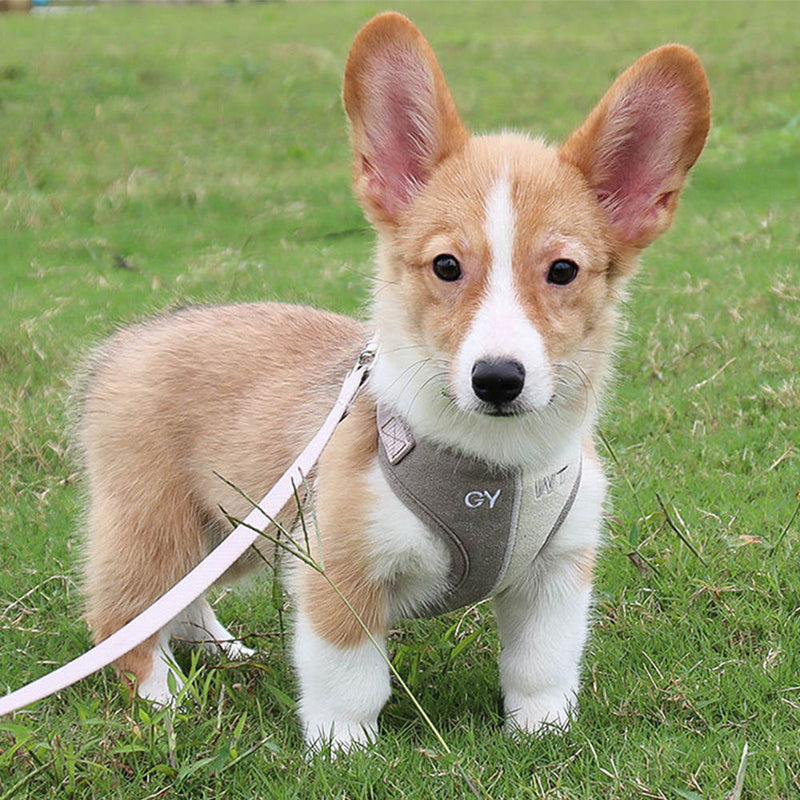 PAWS ASIA Amazon New Hot Sale Luxury Premium Embroidered Pet Harness Leash For Small Dog Cat3