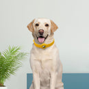 PAWS ASIA Manufacturers Protective Silicone Durable Adjustable Airtag Dog Collar With Case For Dog Cat