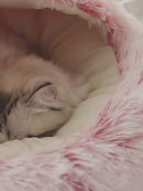PAWS ASIA Suppliers New Stylish Hot Sale Indoor Cute Plush Soft Luxury Pet Nest Cat Bed With Blanket Cover