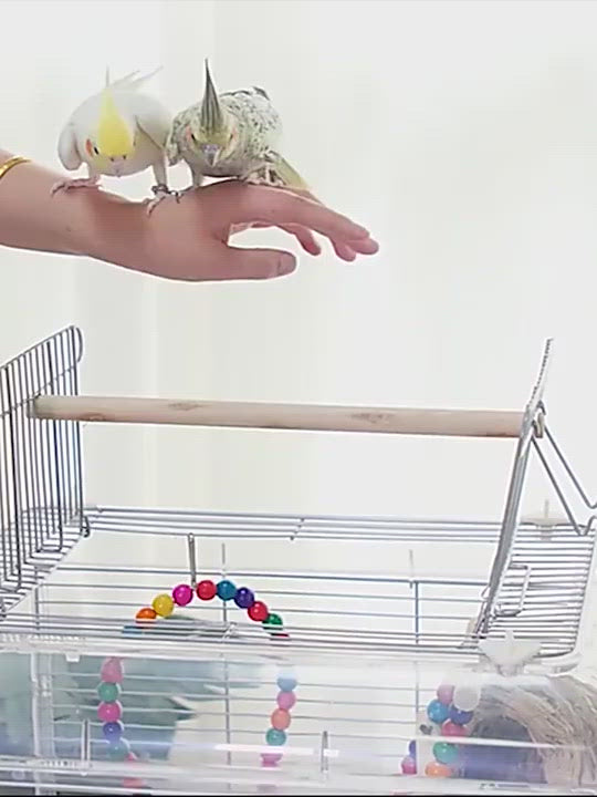 PAWS ASIA Manufacturers Display Luxury Transparent Acrylic Breeding Love Bird Cage