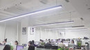PAWS ASIA Suppliers Luxury Cute Small Rhinestones Cat Collar Bling Necklace Puppy Dog